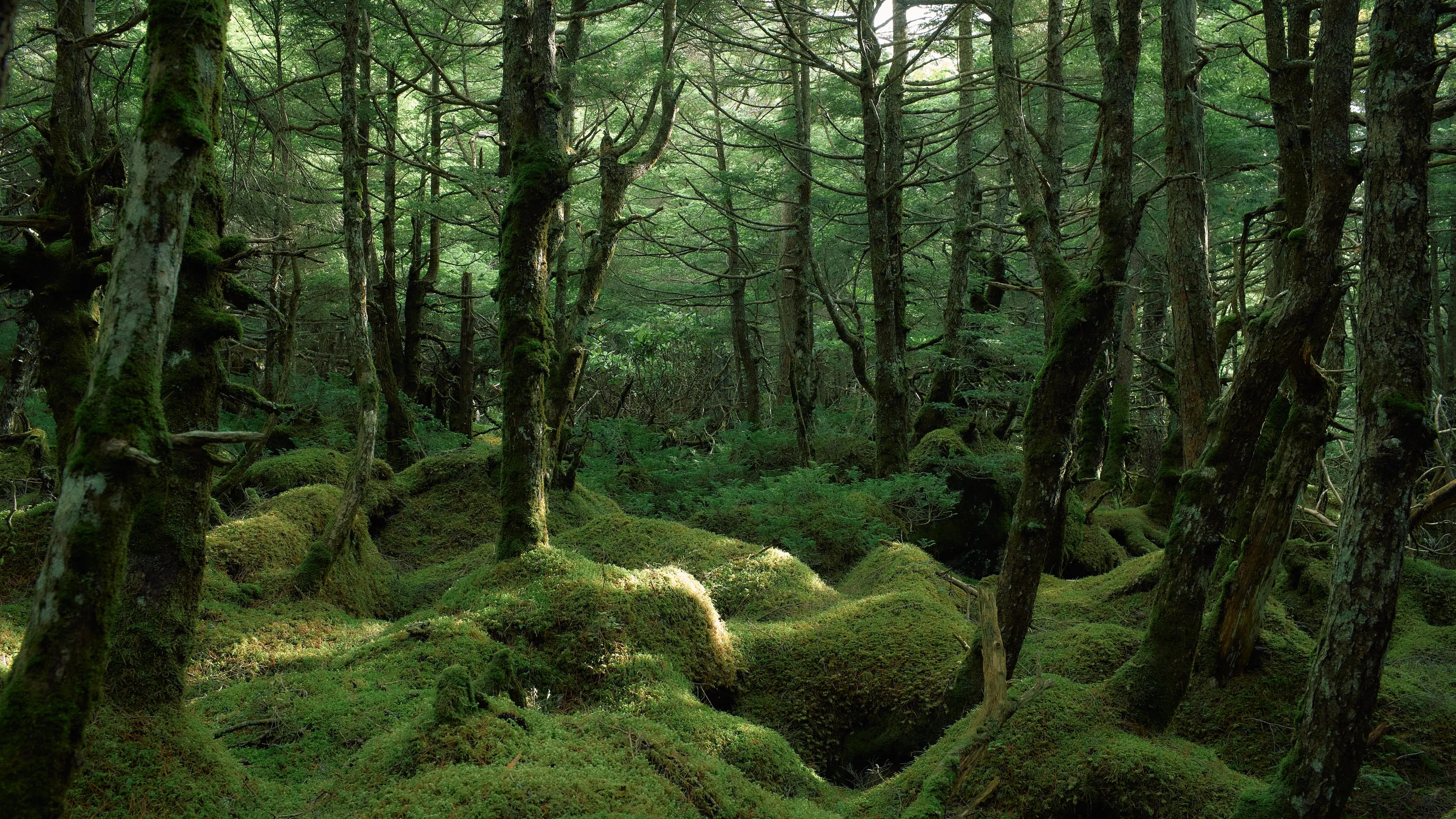 苔が広がる、生命力溢れる原生林